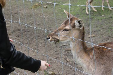 Çek Cumhuriyeti, Konopiste 'de bebek Fallow geyiği besleniyor