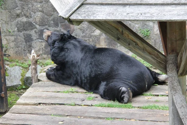 Ein Bär Hof Des Schlosses Konopiste Tschechien — Stockfoto