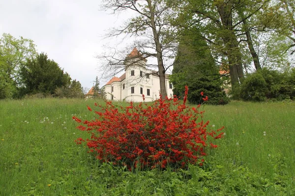 Virágzó Konopiste Kastély Kertjében Cseh Köztársaságban — Stock Fotó