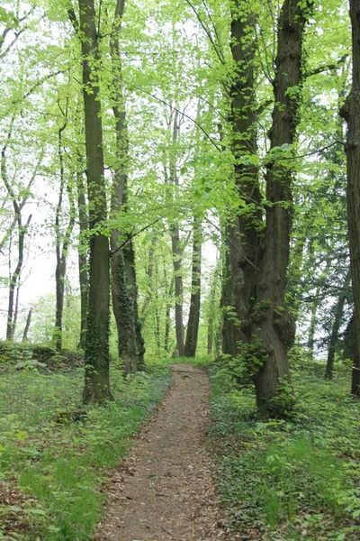 Sentier Dans Les Bois Dans Jardin Château Konopiste République Tchèque — Photo