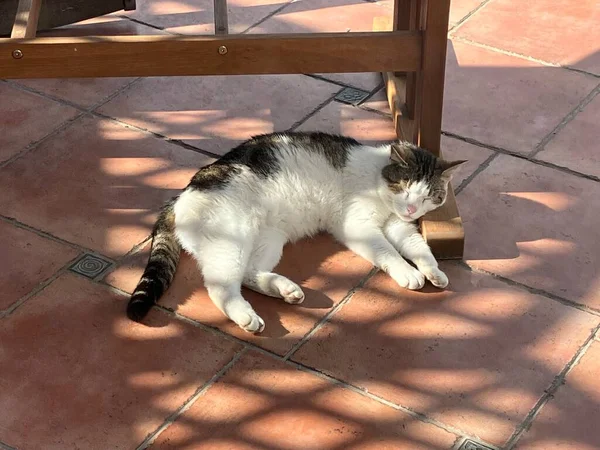 Ασπρόμαυρη Γάτα Κοιμάται Στον Ήλιο — Φωτογραφία Αρχείου