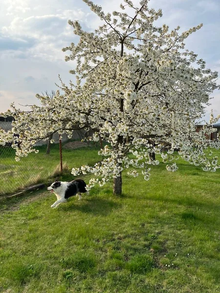 Весной Цветущим Деревом Бежит Голубой Колли Мерле — стоковое фото