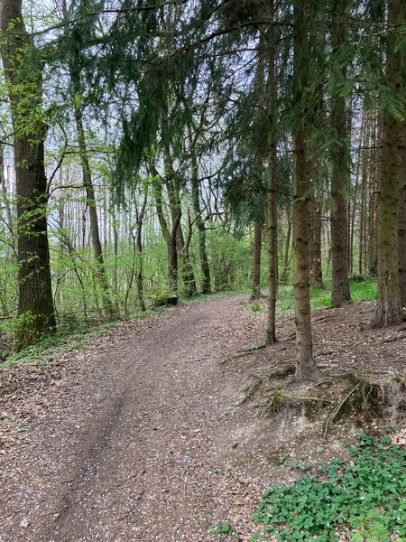 Çek Cumhuriyeti Kunice Bir Ormanda Yol — Stok fotoğraf