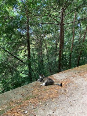 Cat in Park of Opocno Castle, Czech Republic