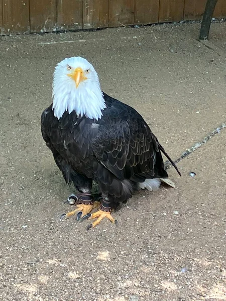 Bald Eagle Sitting Ground — Photo