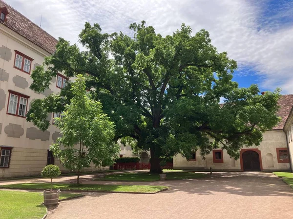 Huge tree in Opocno castle courtyard, Czech Republic