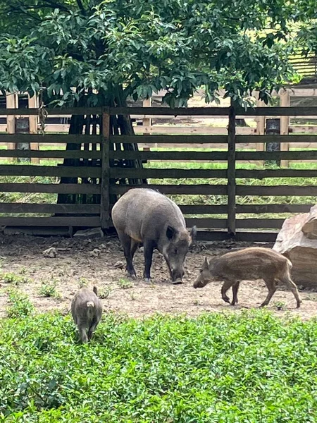 Pigs Park Zleby Castle Czech Republic — 스톡 사진