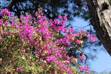 Yunanistan 'da pembe filizlenmiş çalılar