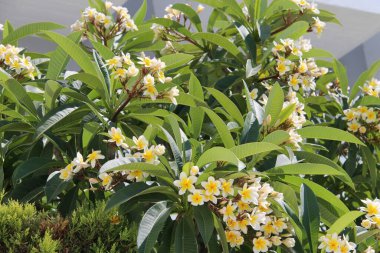 Yunanistan 'da Sarı Çiçekli Çalı