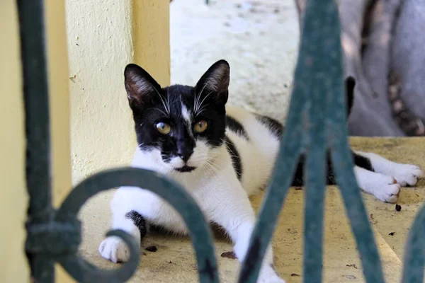 Черно Белая Кошка Улицах Родоса Греция — стоковое фото