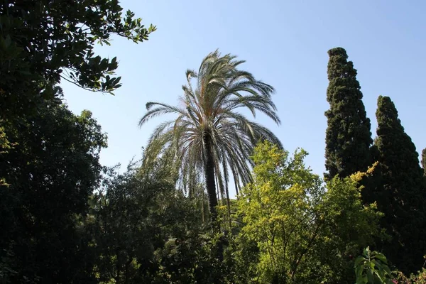 Yunanistan Rodos Kentinde Palmiye Tropik Ağaçlar — Stok fotoğraf