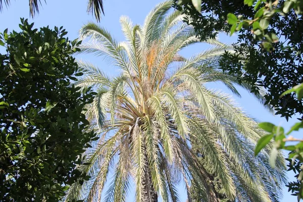 Uma Palmeira Rodes Grécia — Fotografia de Stock