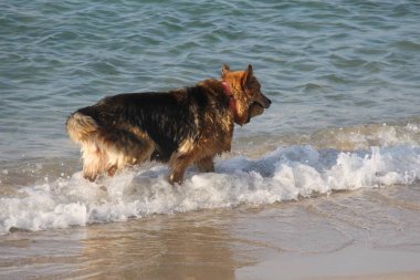 Yunanistan 'da denizde oynayan bir köpek
