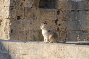 Ortaçağ Meryem Kilisesi 'nin duvarında oturan kedi, Rodos, Yunanistan