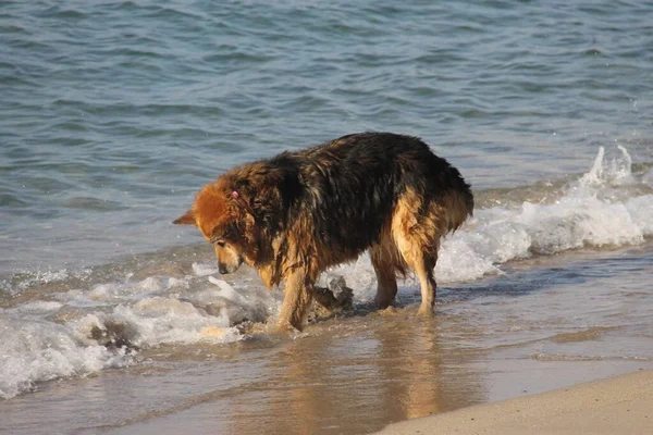 Собака Играет Море Греции — стоковое фото