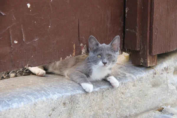 그리스 로도스 거리에 고양이 — 스톡 사진
