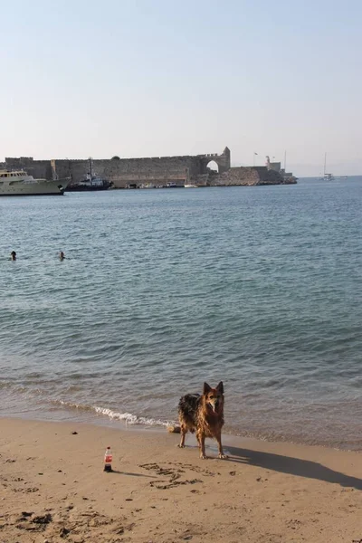 Egy Kutya Játszik Tengeren Görögországban — Stock Fotó