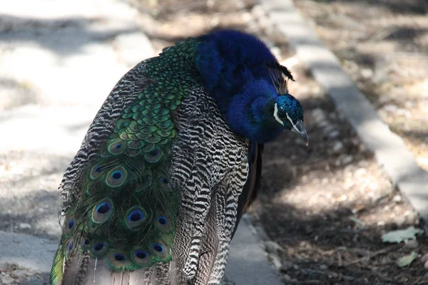 Male Peacock Greece — Stock Photo, Image