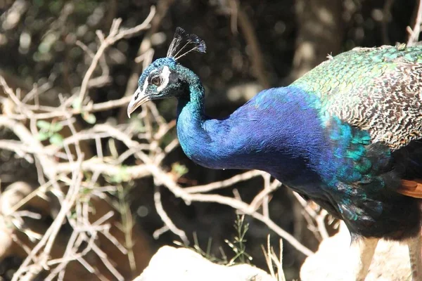 Cabeça Belo Pavão Macho Grécia — Fotografia de Stock