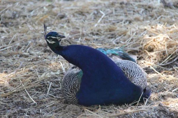 Homem Pavão Sentado Chão Grécia — Fotografia de Stock