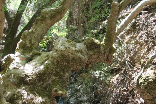 Schmetterlingstal Auf Rhodos Griechenland — Stockfoto