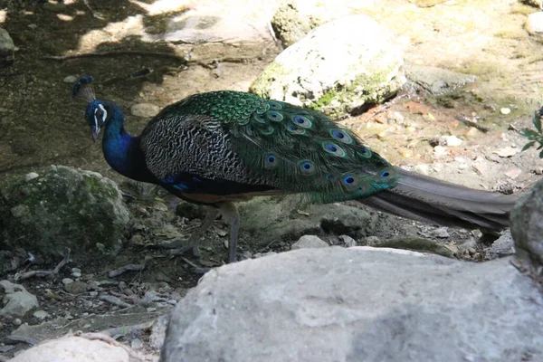 Male Peacock Rhodes Greece — Stock Photo, Image