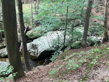 Hejnice 'de ormanda bir nehir, Jizera Dağları, Çek Cumhuriyeti