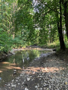 Mavi merle border collie dog 'u Czech kırsalında yürüyüşe çıktı