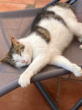 kahverengi ve beyaz kedi uyuyor.