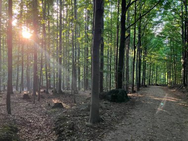 Hejnice 'deki ormanda gün batımı, Jizera Dağları, Çek Cumhuriyeti.