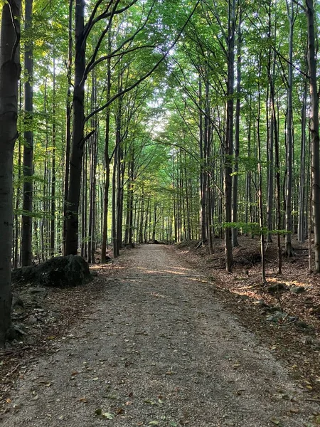 Stig Skogen Hejnice Jizera Mountains Tjeckien — Stockfoto