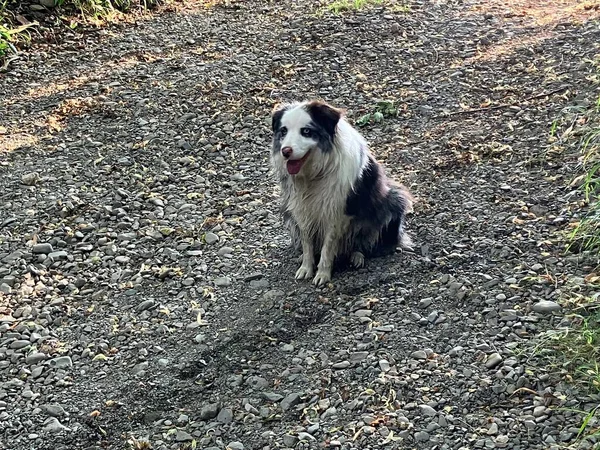 Μπλε Merle Συνόρων Σκυλί Collie Μια Βόλτα Στην Τσεχική Ύπαιθρο — Φωτογραφία Αρχείου