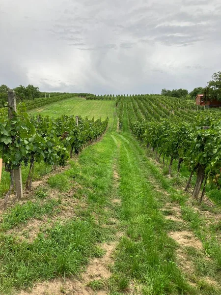 Czech Vineyard South Moravia Region Czech Republic — Stock Photo, Image