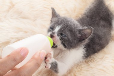 Yeni doğmuş kedi şişeden süt içiyor.