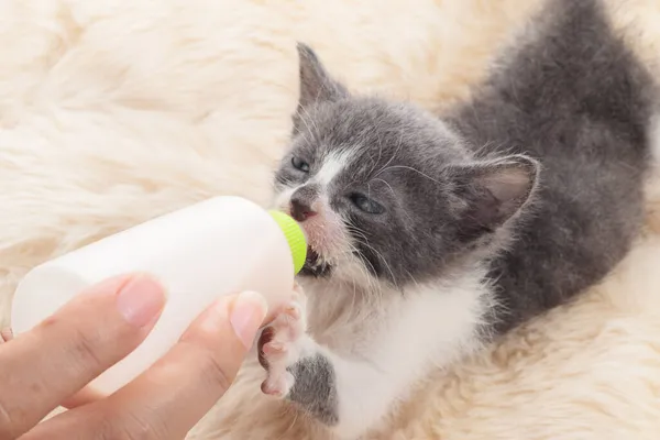 Recém Nascido Gato Beber Leite Garrafa — Fotografia de Stock