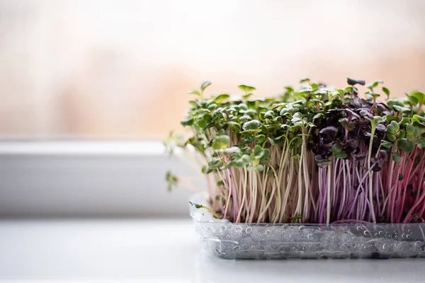 Growing green leafy vegetables at home, radish microgreens on the windowsill, healthy eating concept.