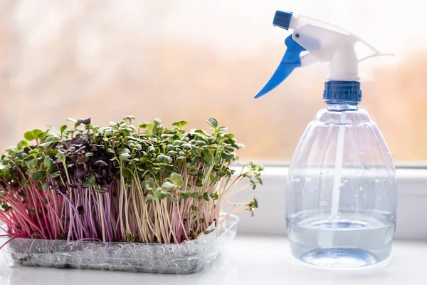 Turp mikroçim ve pencere kenarında su olan bir sprey şişesi, evde yeşil yapraklı sebzeler, sağlıklı beslenme konsepti..