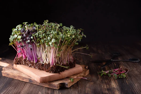 Mikrogreens Lobak Dengan Latar Belakang Kayu Yang Gelap Tumbuh Makanan — Stok Foto