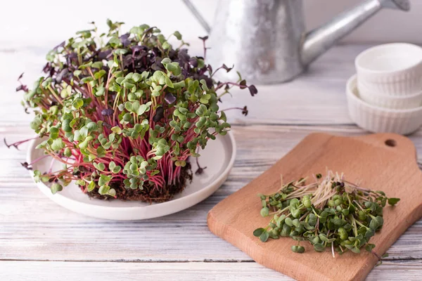Konsep Makan Yang Sehat Tumbuh Sayuran Hijau Rumah Lobak Microgreens — Stok Foto