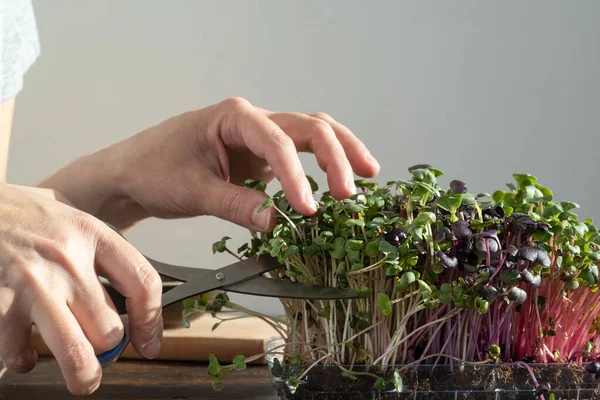 Tangan Perempuan Memotong Lobak Tumbuh Dengan Gunting Memanen Microgreens Rumah — Stok Foto