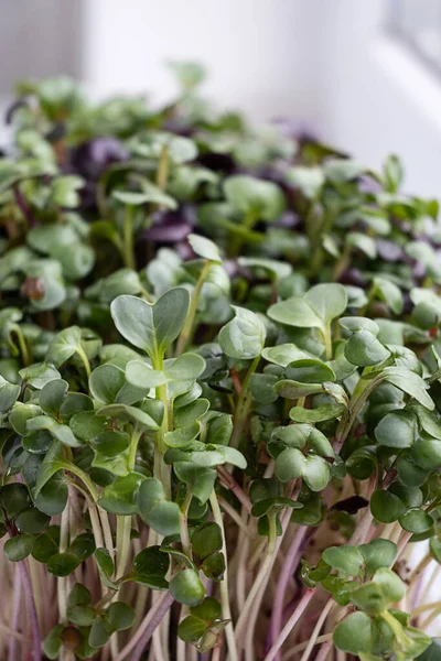 Koncepcja Zdrowego Odżywiania Kiełki Warzyw Rosnące Mikrowarzywa Rzodkiewki Domu Zbliżenie — Zdjęcie stockowe