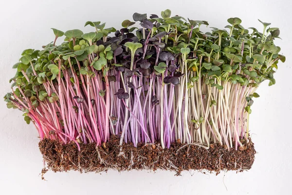 Lobak Tumbuh Latar Belakang Putih Sayuran Mikrohijau Untuk Makanan Sehat — Stok Foto