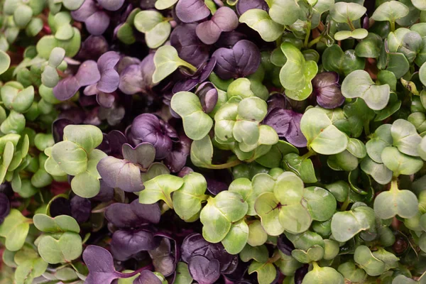 Close Lodish Microgreens Leaves Background Vegetable Sprouts Top View Stok Gambar
