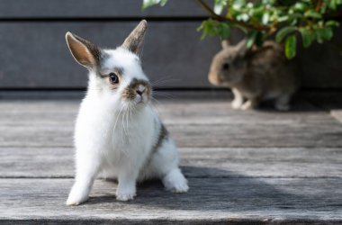 Tahta arka planda beyaz yavru tavşan, evcil hayvanlar, Paskalya konsepti..