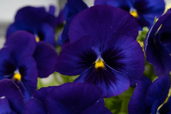 Pansies Biru Biola Tricolor Bunga Latar Belakang Bunga Musim Semi — Stok Foto
