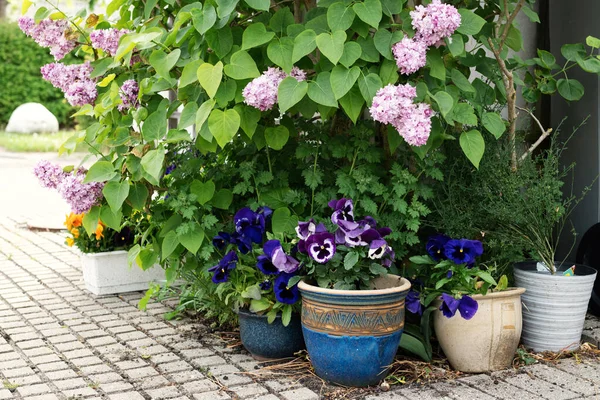 Taman Kecil Pintu Masuk Rumah Lilac Pansy Pot Musim Semi — Stok Foto