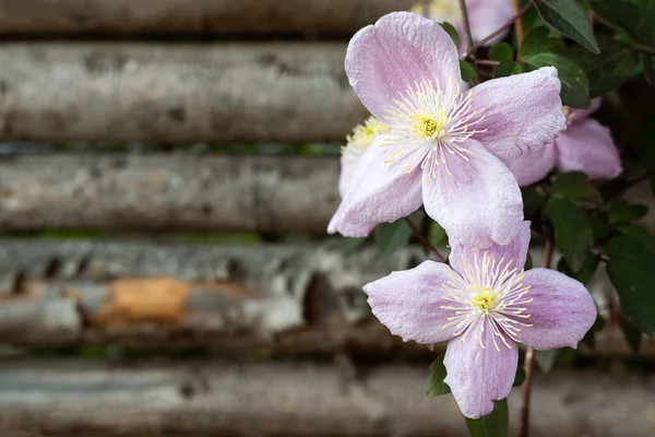 Rosafarbene Clematisblüten Auf Holzgrund Florales Frühlingskonzept Kopierraum — Stockfoto