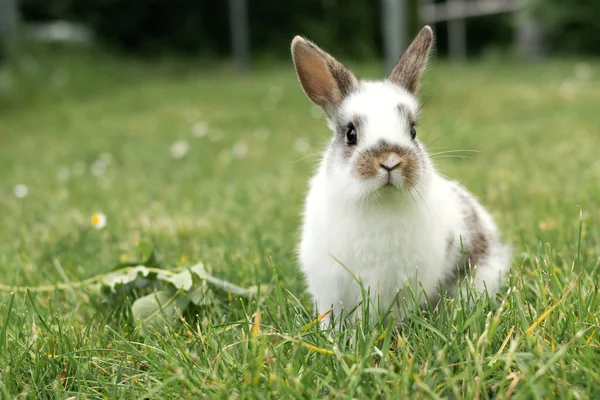Yazın otların arasında küçük beyaz bir tavşan, evcil hayvanlar, Paskalya konsepti..