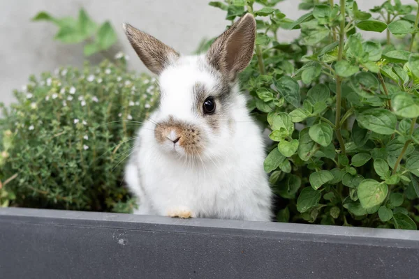 White baby rabbit in a flower pot, breeding pets, Easter concept, close-up.