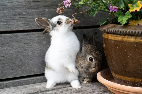 Dua Kelinci Kecil Berwarna Coklat Dan Putih Memakan Bunga Teras — Stok Foto